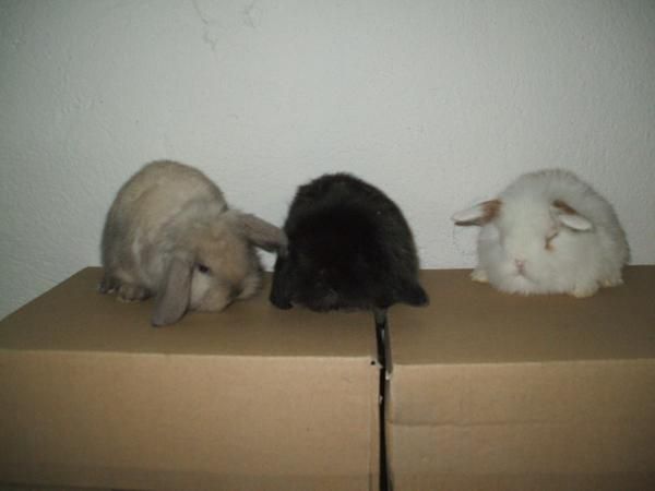 conejos belier mini lop