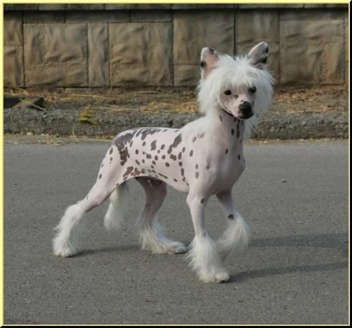 EXCELENTES CACHORROS DE CRESTADO CHINO