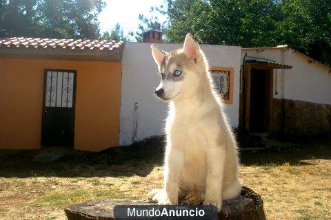 huskys siberianos sierra de gata