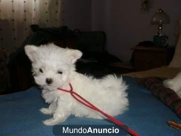 Re;PRECIOSOS CACHORRITOS BICHON MALTES con L.O.E