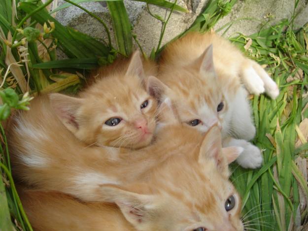 Regalo gatitos bebés