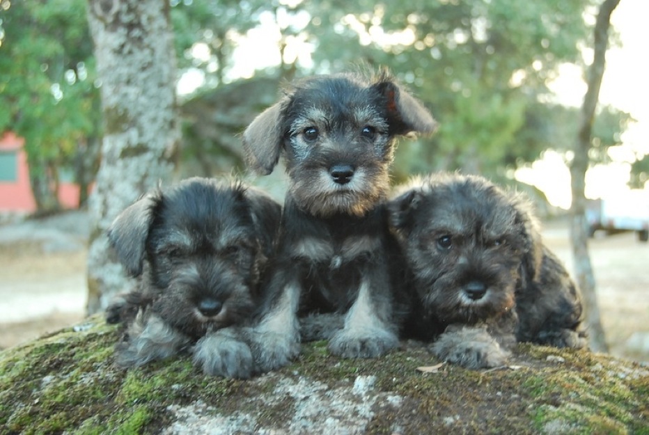 Schnauzer Miniatura inscritos en LOE