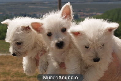 West Higland, el cachorro que buscabas