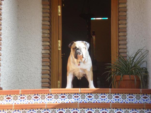 Bulldog Ingles monta(CAMPEON DE SPAÑA)