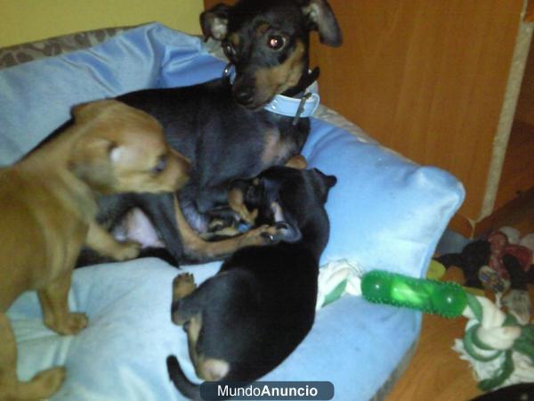 cachorritos mini pinscher