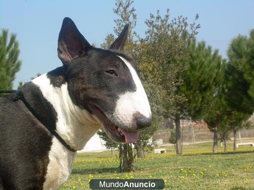 Cachorros de Bull Terrier excelente pedigree