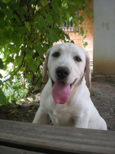 cachorros labrador criadero a 25min de barcelona con 3 vacunas.