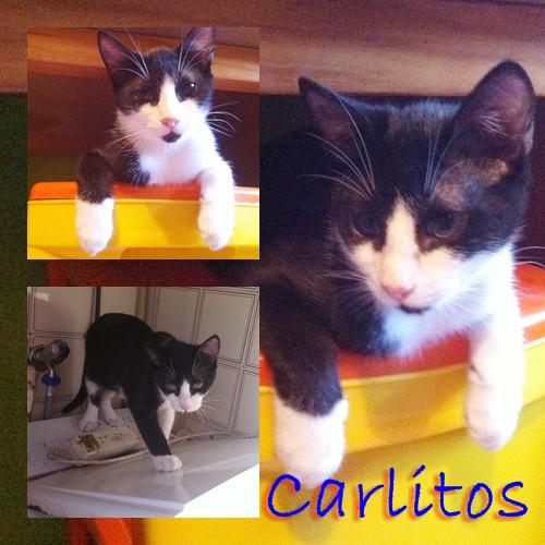 CARLITOS, dejado en el veterinario.