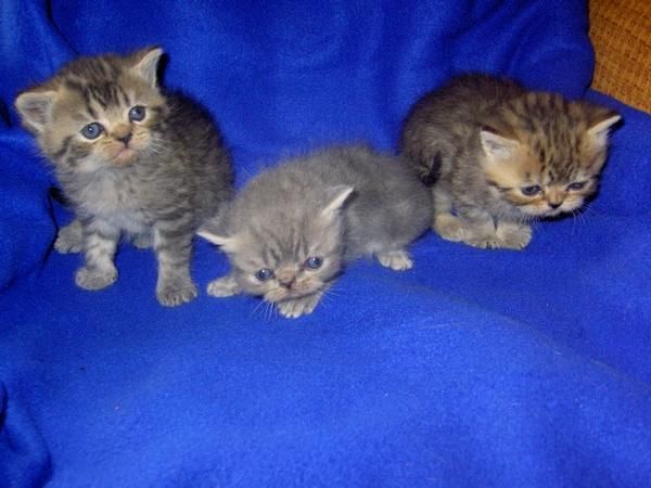 Disponible camada de gatitos persas puros variados