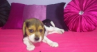 PERRITA BEAGLE 5 SEMANAS - mejor precio | unprecio.es