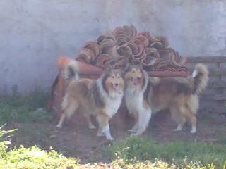 ROUGH COLLIE (BUSCAN NOVIA)