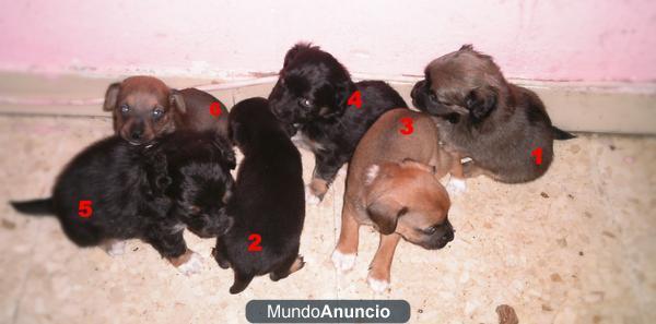 SE REGALAN CACHORROS DE PERRO!!