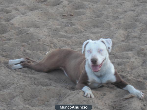 se vende pitbull cruce de boxer