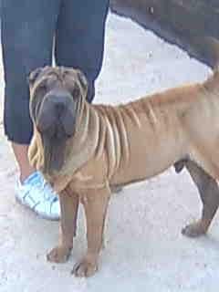 sharpei macho con pedigri,busca hembra para montas,