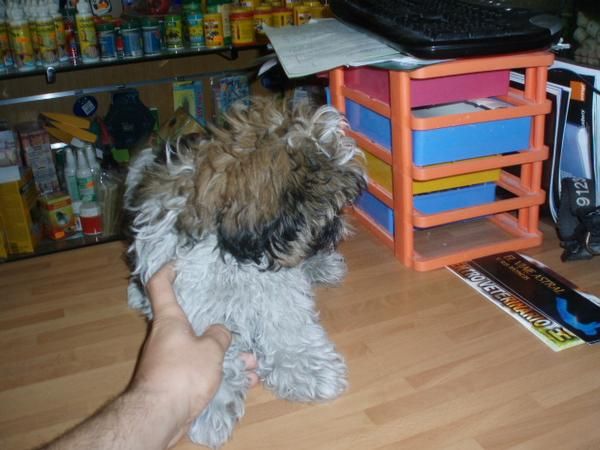 Shih tzu 295 euros