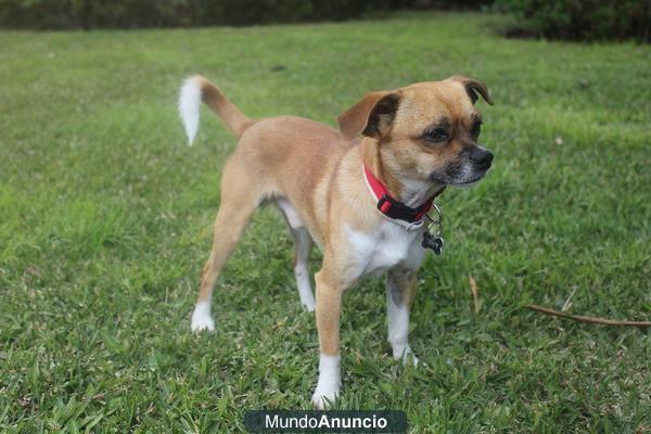 CRUCE DE CHIHUAHUA EN ADOPCIÓN