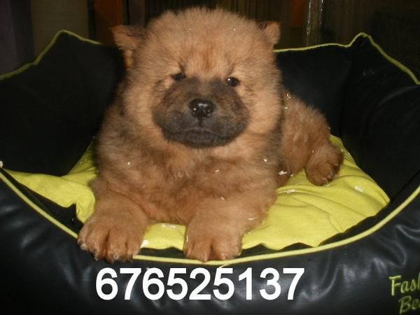 Cachorros de Chow chow, impresionantes. Barcelona