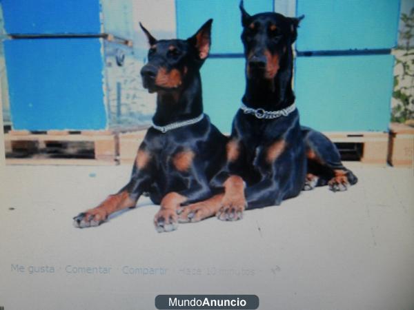 dobermans cachorros preciosos