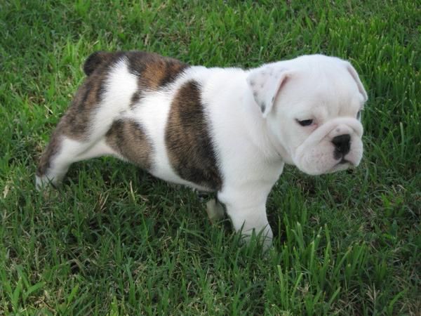 Familia planteadas Bulldog Inglés cachorros ..