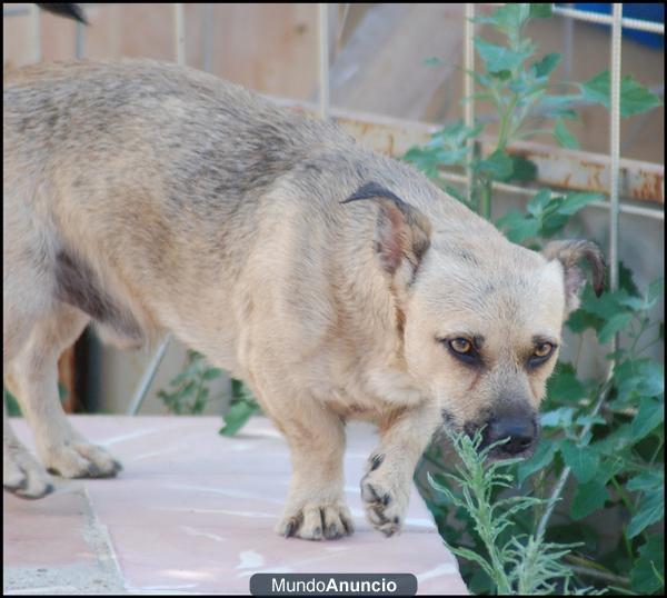 PERRO PERDIDO EN DOS HERMANAS-SEVILLA