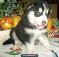 vendo husky siberiano ultimo d la camada por 250 euros