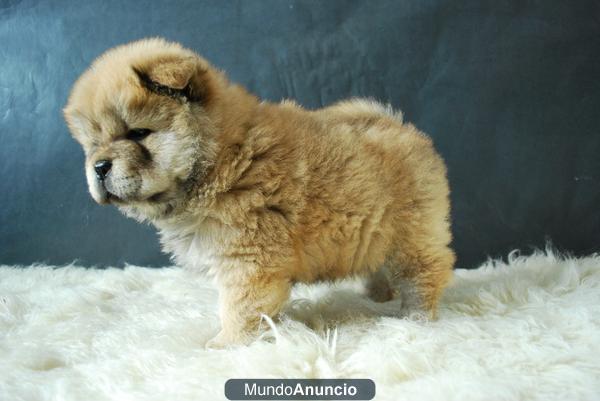 cachorros de Chow Chow¡¡   /// Rojos & Blancos ///