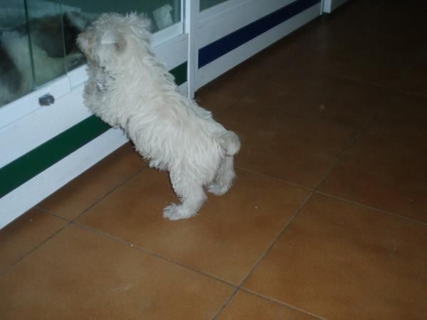 Bichon Maltes hembra 380 euros