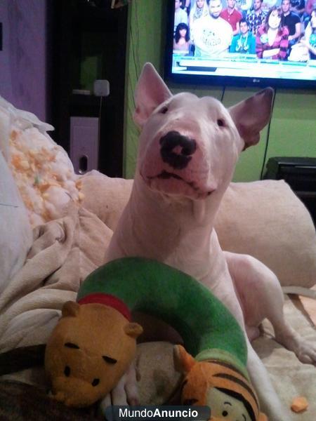 bull terrier