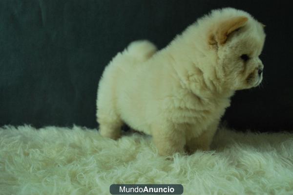 chow chow de pura raza, toda su documentacion en regla, 4 cachorros