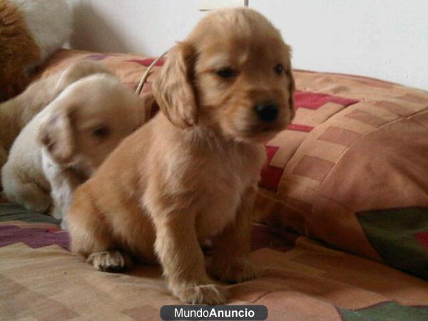 COCKER SPANIEL INGLES OFERTA