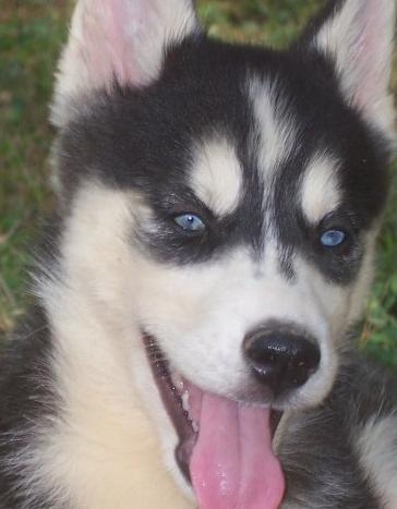 Husky siberiano cachorro hembra (10 semanas)