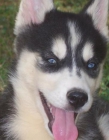 Husky siberiano cachorro hembra (10 semanas) - mejor precio | unprecio.es