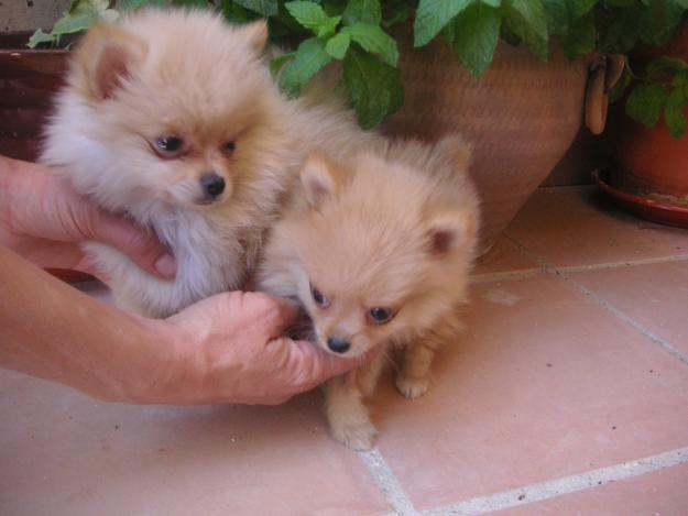 LULU DE POMERANIA MINI NACIONAL CRIADERO Y TIENDA PEDIGREE LOE