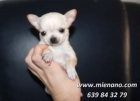 PERRITOS CHIHUAHUA TOY, PUEDES VER TU CACHORRO POR NUESTRA WEBCAM - mejor precio | unprecio.es