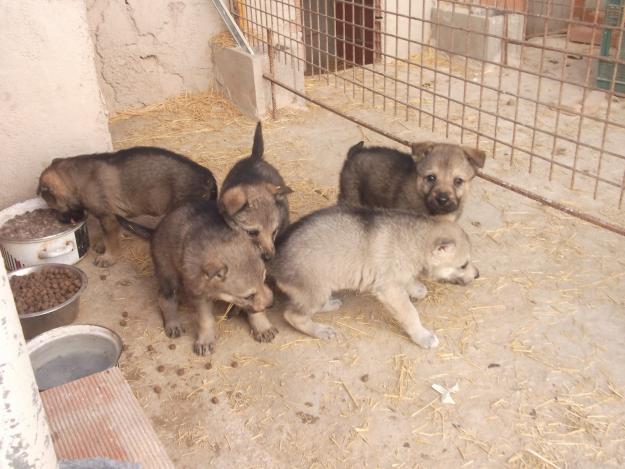 perro lobo checoslovaco