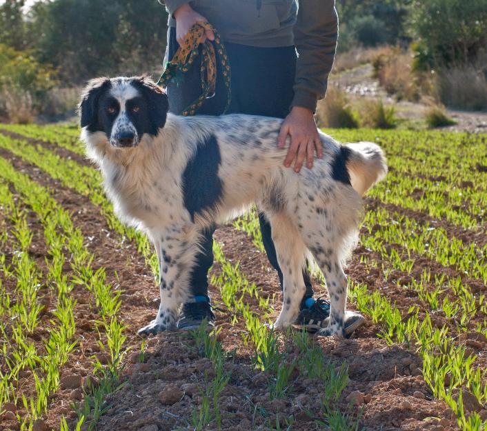 Polo, precioso border collie en adopción