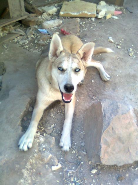 seregala barios perros raza husky siberiano