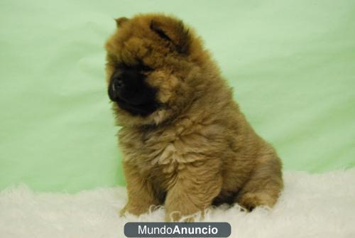 Chow chow de color marrón machos y hembras, máxima seriedad