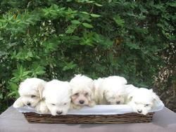 Cachorros Bichon Maltes 350 euros