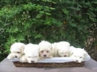 Cachorros Bichon Maltes 350 euros - mejor precio | unprecio.es