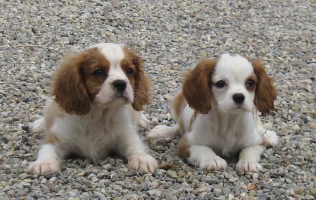 cachorros cavalier king charles