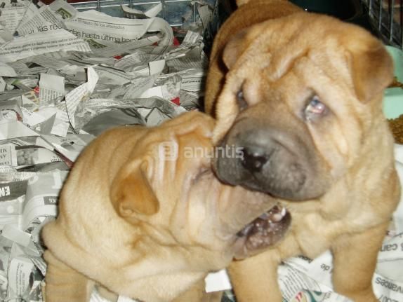 Cachorros de shar-pei