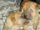 Cachorros de shar-pei - mejor precio | unprecio.es