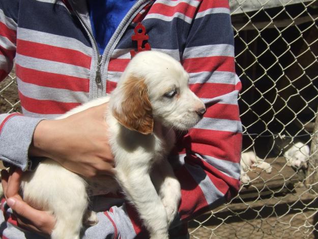 cachorros setter ingles tricolor 120 e