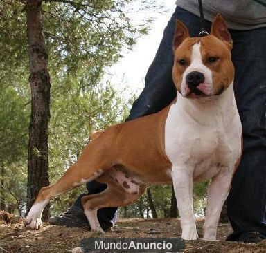 camada american staffordshire terrier