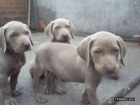 CAMADA WEIMARANER - mejor precio | unprecio.es