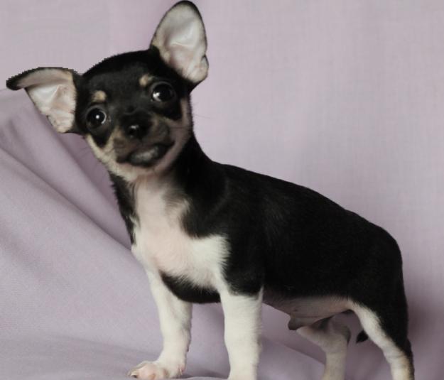 chihuahua mini 2,5 meses PEDIGREE