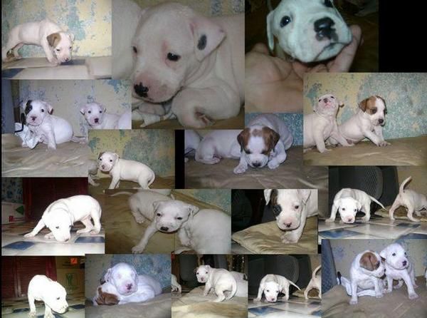 crias de bull terrier