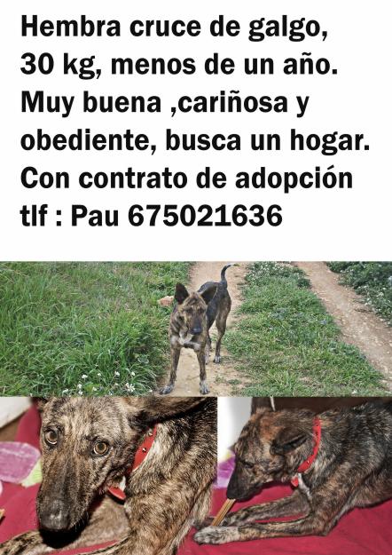 Cruce de galga de un año en adopción.