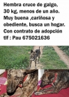 Cruce de galga de un año en adopción. - mejor precio | unprecio.es